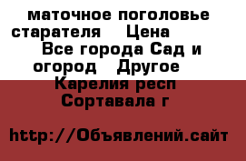 маточное поголовье старателя  › Цена ­ 3 700 - Все города Сад и огород » Другое   . Карелия респ.,Сортавала г.